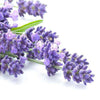 Smart Spa Luxury Lotion - Lavender Verbena 8.5oz